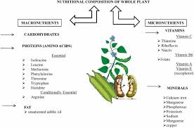 Image result for Psophocarpus grandiflorus