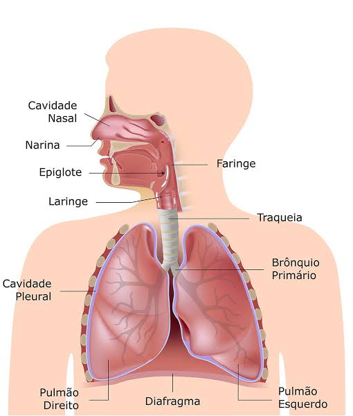 Resultado de imagem para sistema respiratório