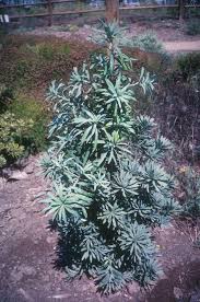 Image result for Podocarpus latifolius