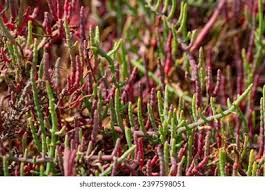 Image result for Sarcocornia