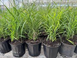 Image result for Miscanthus violaceus