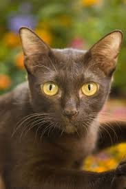 Big cats that are native to the region include the clouded leopard, tiger, leopard, asiatic lion and snow leopard. 15 Asian Cat Breeds