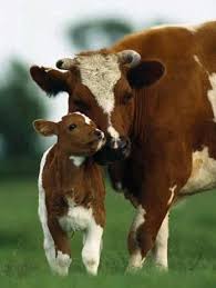 Sweet Mommy Hayvan Bebekler Evcil Hayvanlar Hayvan Resimleri