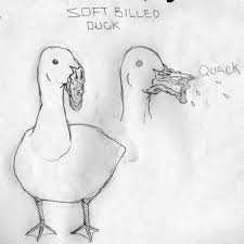 Soft Billed Duck Funny Stupid Funny Memes Funny Funny Art