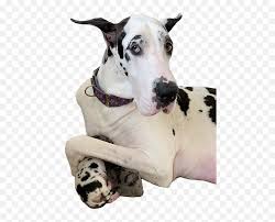 We did not find results for: Altitude Great Danes Akc Dane Puppies Png Harlequin Great Dane Great Dane Png Free Transparent Png Images Pngaaa Com