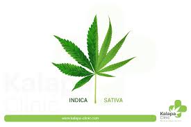 Contrastingly, sativas produce a high effect. Sativa And Indica Which Is Best For My Illness Kalapa Clinic