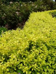 Image result for Ligustrum sinense