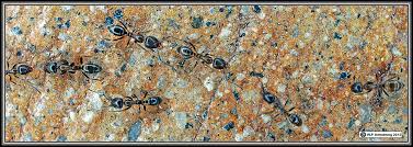 The truth is, ants do not eat grass so they won't exactly cause any damage to your lawn or yard. Argentine Ants
