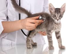 Fortunately, the vaccine is very effective, so most owners don't have much experience with the dise. Feline Vaccinations Clifton Nj Valley Animal Hospital Valley Animal Hospital Veterinarian In Clifton Nj Us