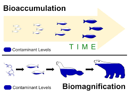 2 3 Effects Of Bioaccumulation On Ecosystems Ppt Download