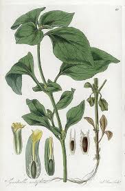 Image result for Synedrella nodiflora