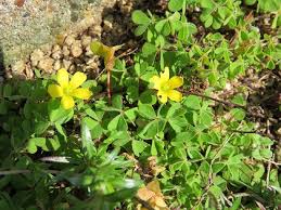 この花の名前なんていうの 三つ葉が特徴の小さくて黄色い花 カタバミ