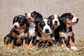 Akc Breeder Toolkit Convenient Breeder Record Keeping Is Coming Soon Entlebucher Mountain Dog Mountain Dogs Puppies