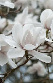 Which flowers are the most popular? The Style Files Likes The Style Files Beautiful Flowers Most Popular Flowers White Flowers
