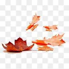 Download Png Leaves Fall Png Gif Base 98 transparent png illustrations and cipart matching falling leaves. download png leaves fall png gif base
