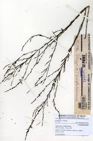 Image result for Striga passargei