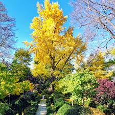 Save 83% off your subscription to fine gardening magazine. The Mighty Ginkgo Tree At My Farm The Martha Stewart Blog