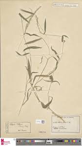 Image result for Setaria homonyma