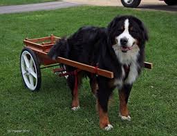 Bernese mountain dogs used to work by pulling carts or such things. 10 Stocky Facts About Bernese Mountain Dogs Mental Floss