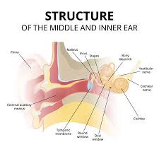 It conducts sounds to the tympanic membrane. External Auditory Meatus Lizenzfreie Illustrationen Und Vektoren Stocklib