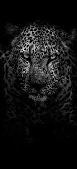 Desktophdwallpaper Org Leopard Wallpaper Animal Wallpaper Animals