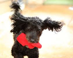 Find pet care, book and pay, and get updates through the app. Tlc Animal Hospital 32 Photos 28 Reviews Veterinarians 14870 Space Center Blvd Clear Lake Houston Tx Phone Number
