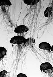 ethereal black and white white photography black and white photography