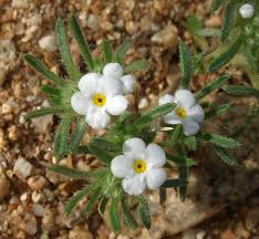 Image result for Pentas micrantha