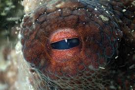 Full movie online free after years of swimming every day in. My Octopus Teacher Brings The Netflix Nature Love Back After The Mad Reign Of Tiger King Zimbio