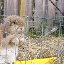 A diy bunny flap providing access to the run, and the option to restrict access if needed. How To Keep A Free Range Outdoor Rabbit Pethelpful