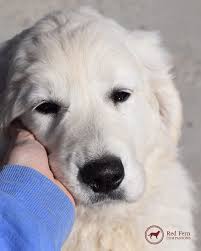 So what makes a miniature golden retriever puppy? Red Fern Companions Golden Retriever Puppies In Utah Golden Retriever Golden Retriever Training Train Puppy