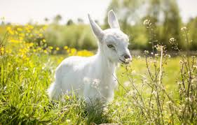 Download, share and comment wallpapers you like. Wallpaper Summer Nature Goat Images For Desktop Section Zhivotnye Download
