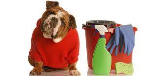 My Dog Drank Bleach What Should I Do Our Fit Pets