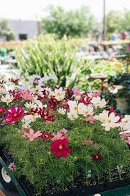 5 Reasons To Support Local Garden Valley Market Garden Valley Bloom Garden Center