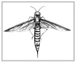 Black And White Insect With Stinger The Wasp And The Fungus The Outside Story Wasp Wood Wasp The Outsiders