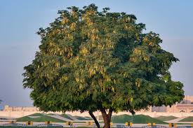 Image result for Albizia lebbeck