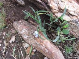 Image result for Commelina congesta