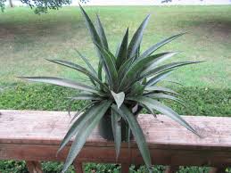 Image result for Asparagaceae