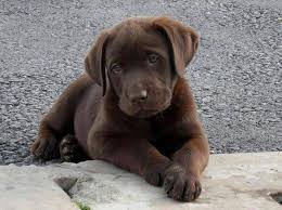 Teacup puppies for sale, teacup, tiny toy and miniature puppies for adoption and rescue from all 50 states. Dwarfism In Labradors
