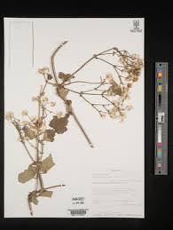 Image result for Clematis hirsuta