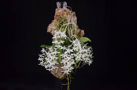 Image result for Mystacidium