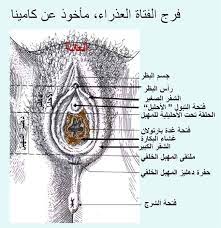 نصائح صحية ـ البكارة cabinet de gynecologue femme facebook