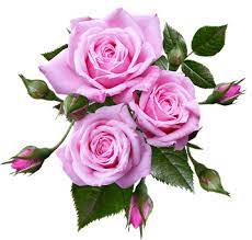 Image Result For Musical Notes Pink Roses Transparent Background Rose Images Flowers Flower Clipart