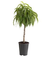 Sie wurden aber viel größer. Zwerg Saulenobst Dehner S Platzsparende Obstsorten Dehner