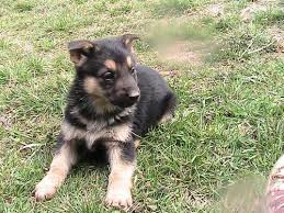 We did not find results for: Akc Black Tan German Shepherd Puppies 6 Weeks Old For Sale In Corning Indiana Classified Americanlisted Com