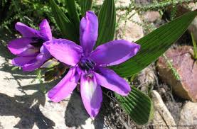 Image result for Babiana