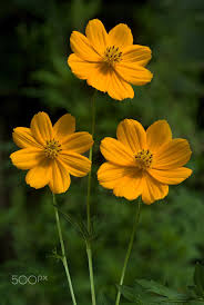 Pin On Sugar Flower Cosmos Flower