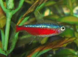 Cardinal Tetra The Care Feeding And Breeding Of Cardinal Tetras Aquarium Tidings Tetra Fish Neon Tetra Fish Aquarium Fish