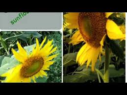 Flowers name in tamil and english with pictures flowers healthy. Flowers Names Tamil English With Images 1 1 To 50 Youtube