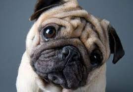 How Long Do Pugs Live Pettime
